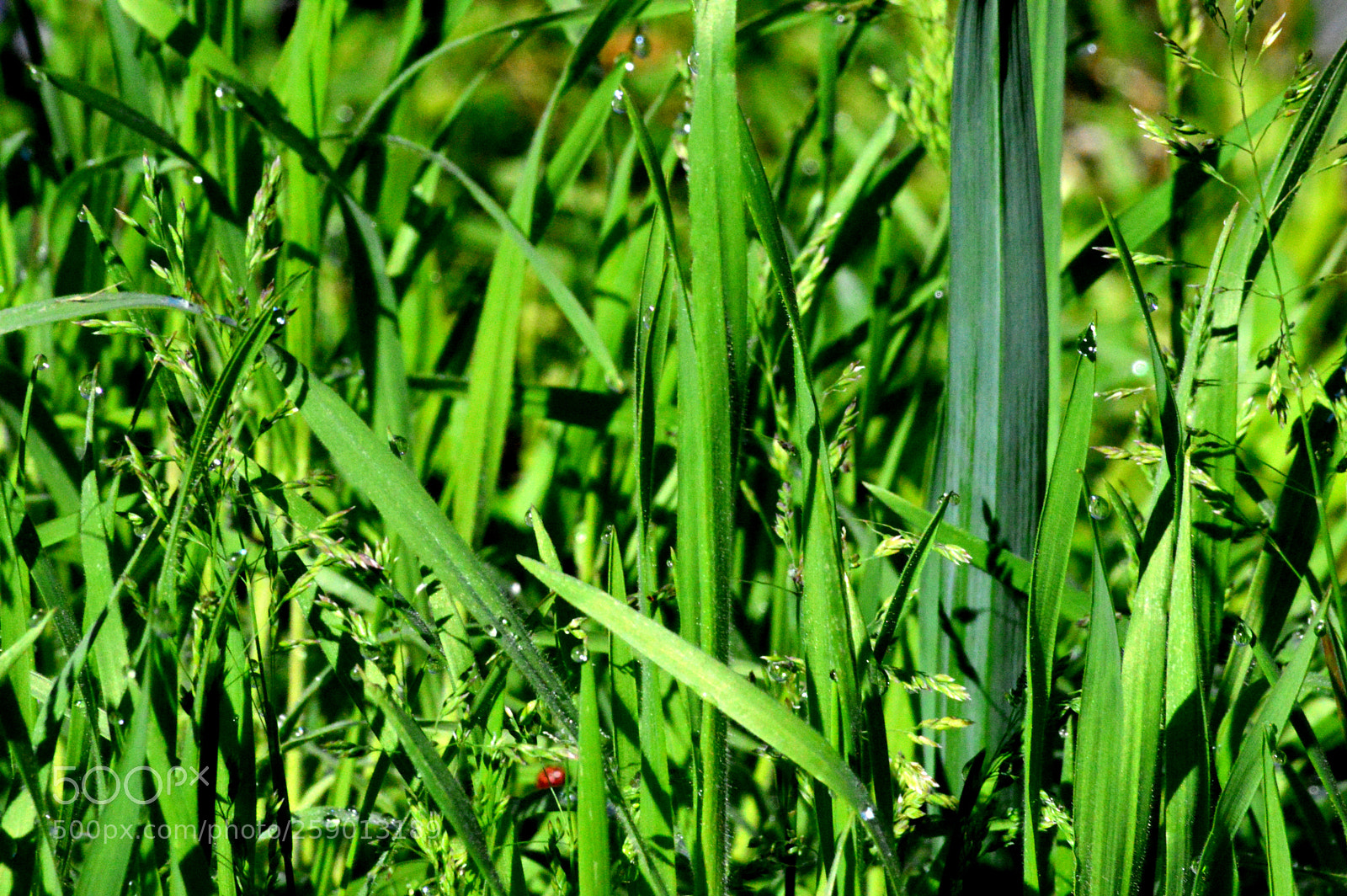 Nikon D3200 sample photo. Yard photography