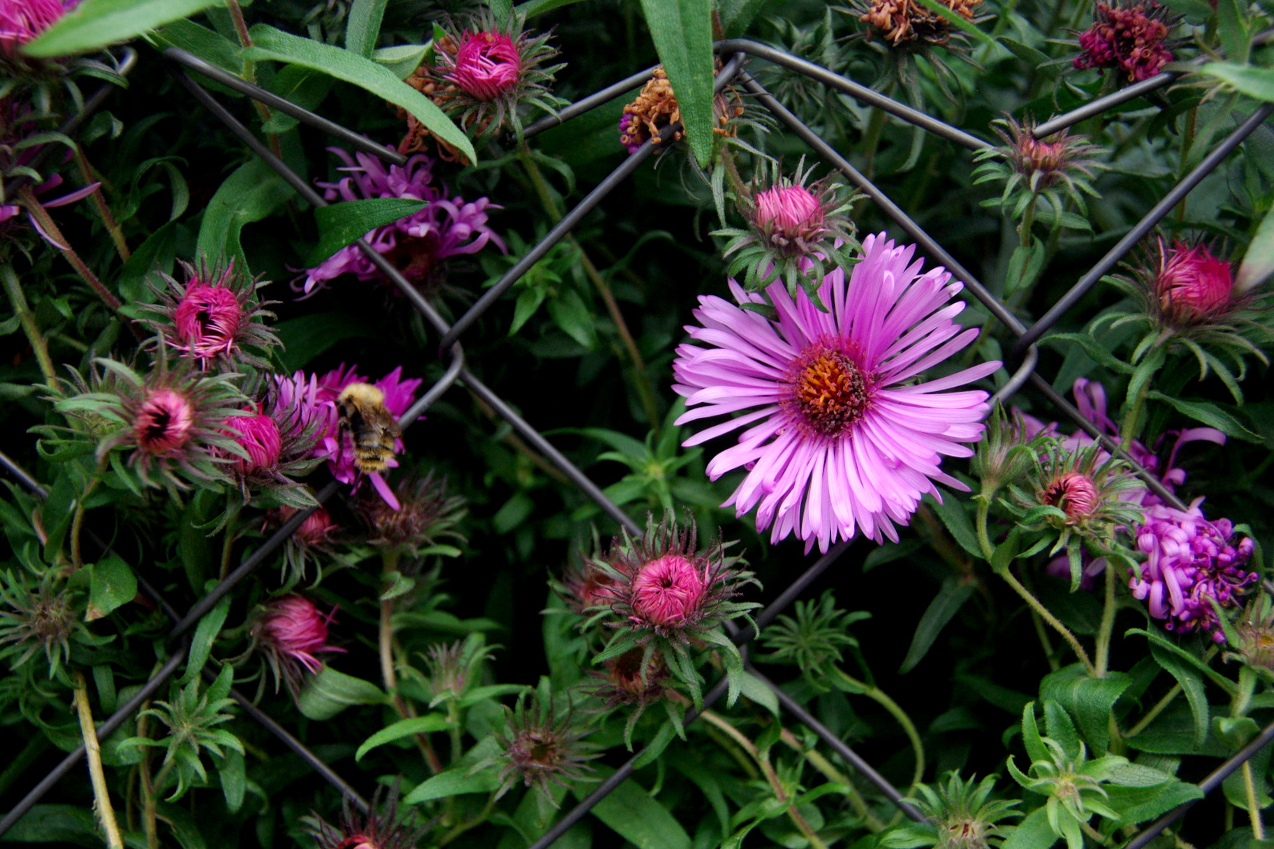 Pentax K200D sample photo. Behind grid photography