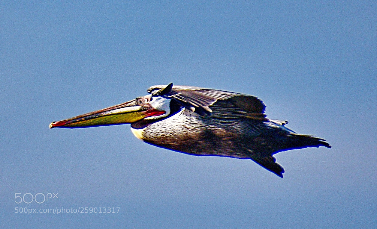 Nikon D7200 sample photo. Pelican flying marina skies photography