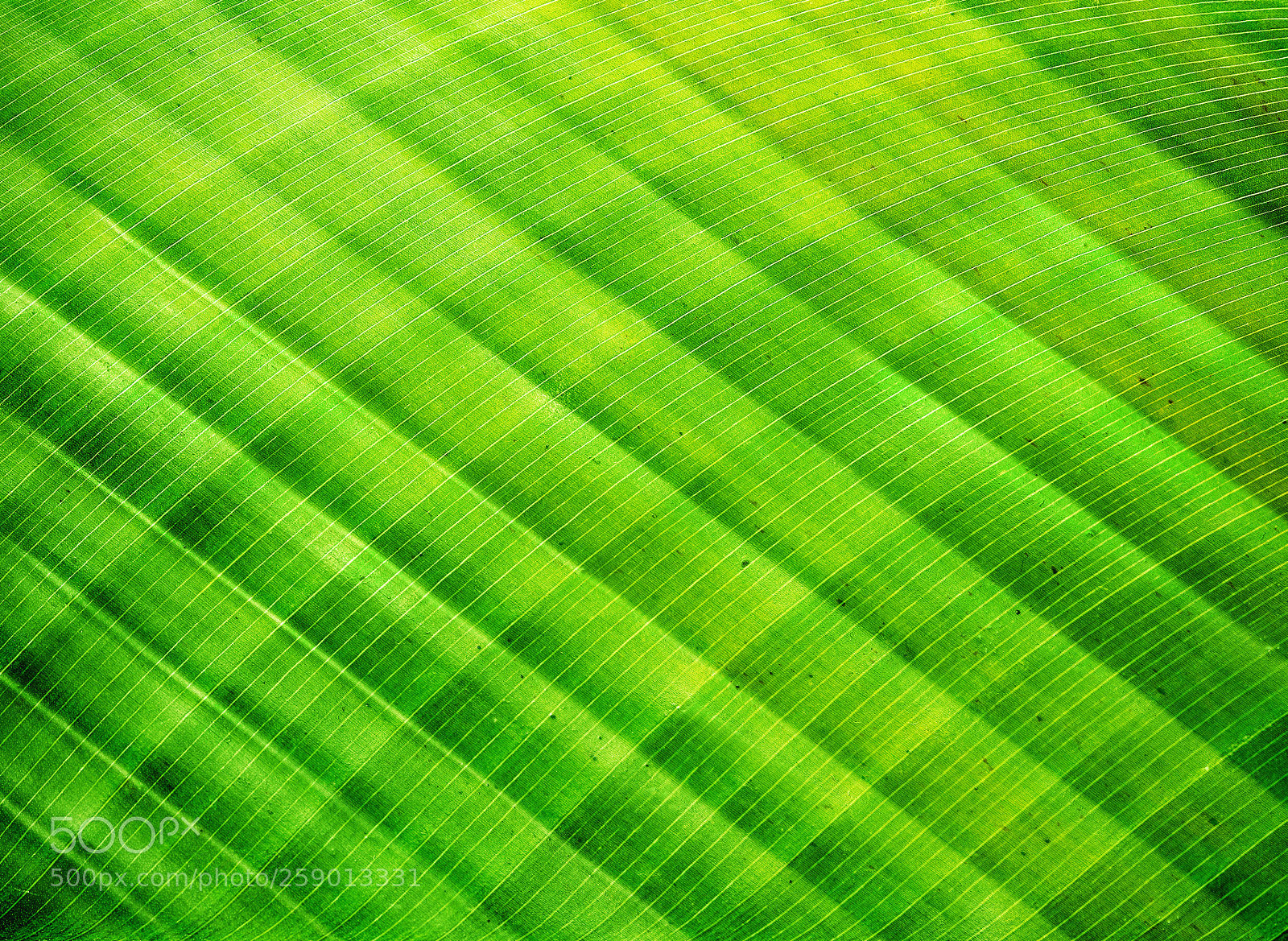 Canon EOS 6D sample photo. Tropical no.1 photography