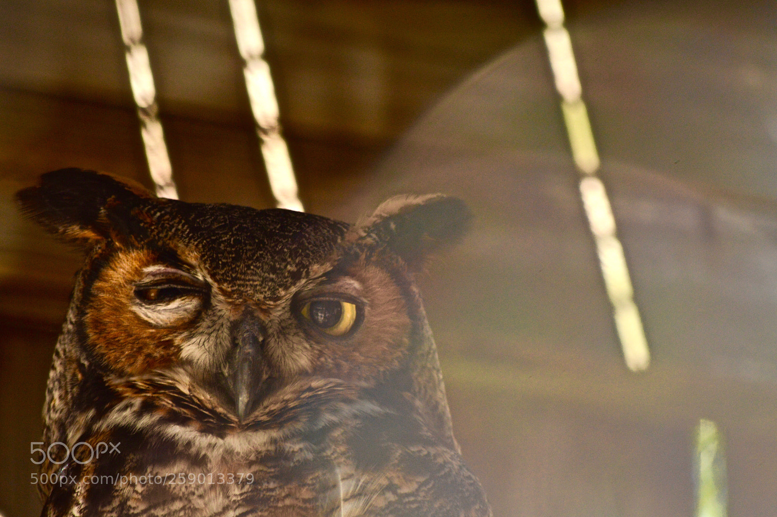 Nikon D3200 sample photo. Owl i photography