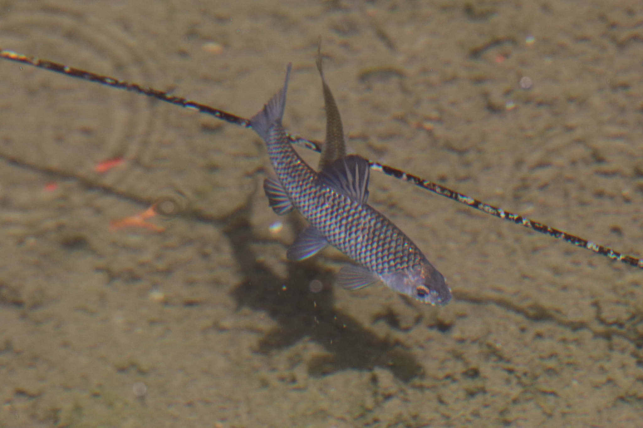 Tamron SP 150-600mm F5-6.3 Di VC USD sample photo. 遨游roam photography