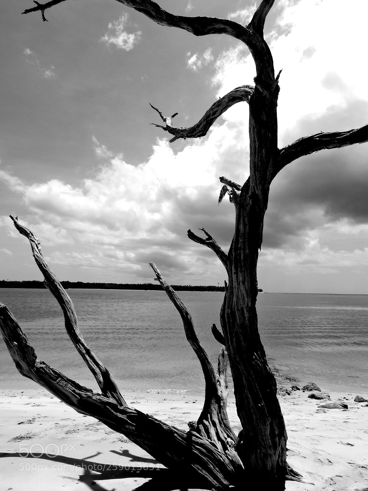 Nikon Coolpix P520 sample photo. No man's land tree. photography