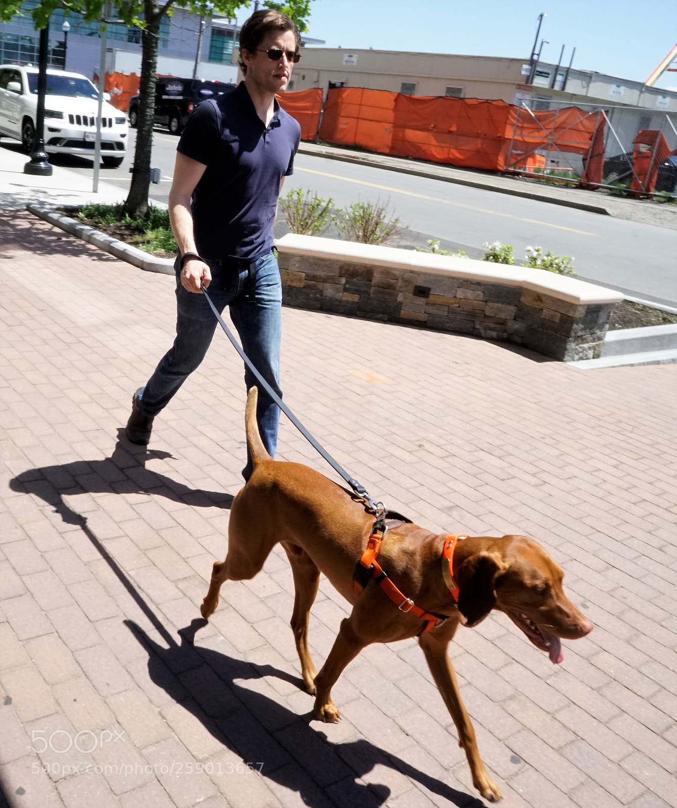 Sony a6500 sample photo. Walking a dog photography