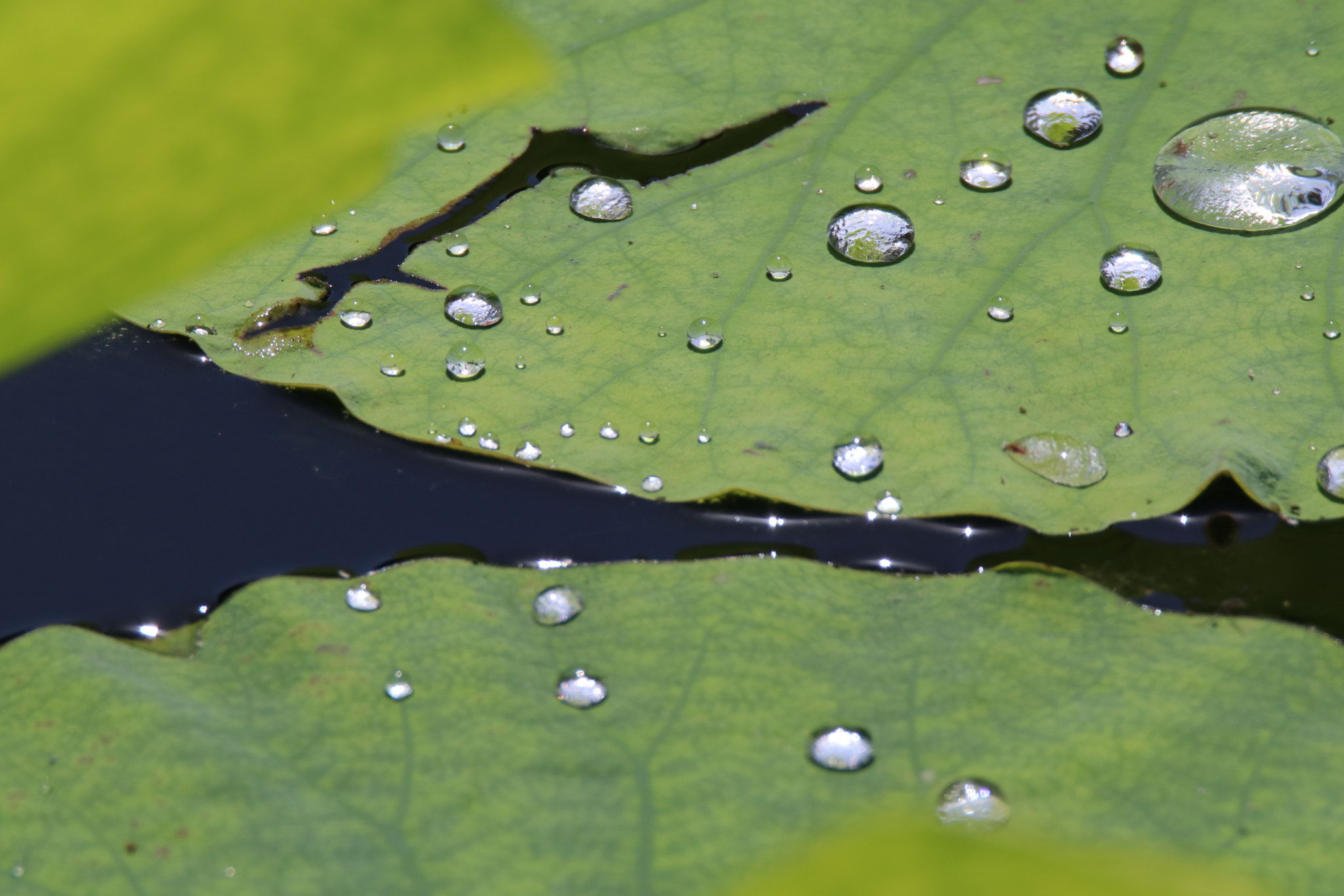 Tamron SP 150-600mm F5-6.3 Di VC USD sample photo. 夏荷summer lotus photography