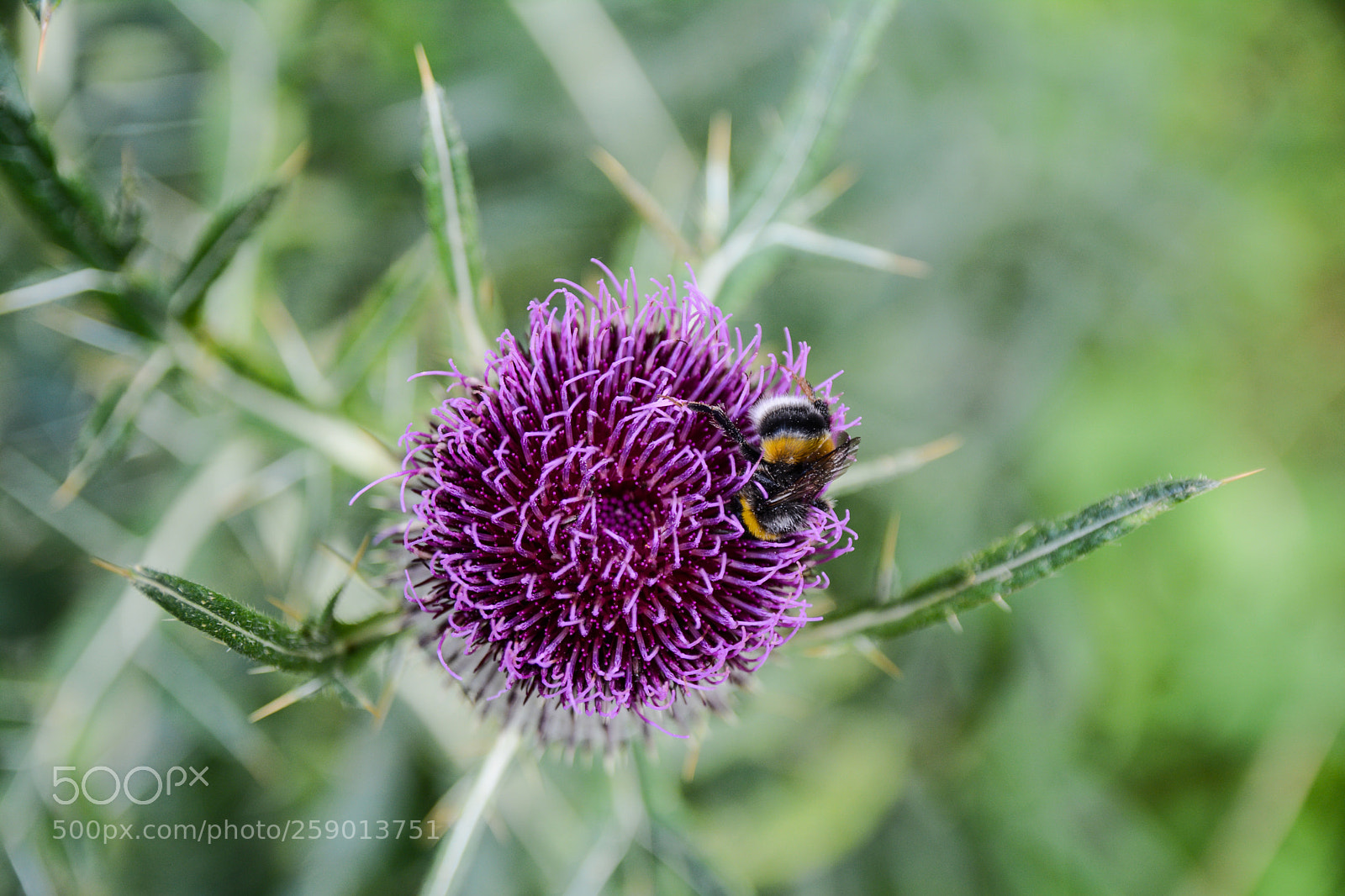Nikon D5200 sample photo. Il cardo e la photography