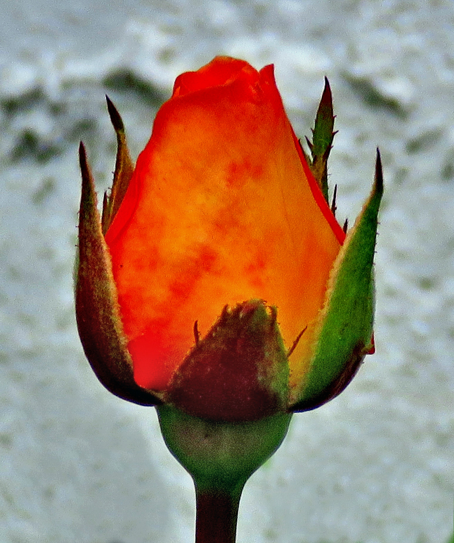 Canon PowerShot SX60 HS + 3.8 - 247.0 mm sample photo. Orange rose in the garden photography