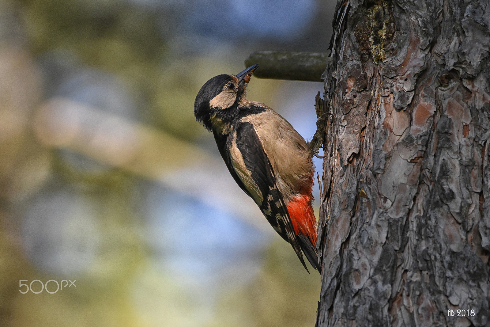 Nikon D7200 + Sigma 150-600mm F5-6.3 DG OS HSM | C sample photo. Strakapoud photography