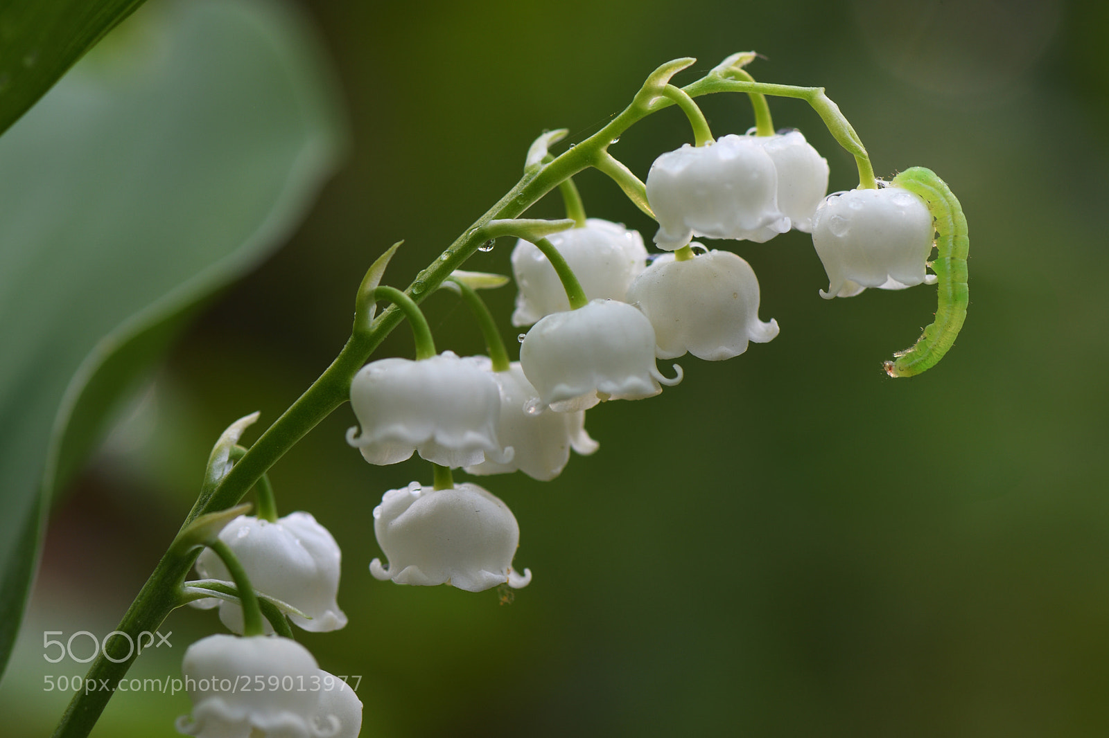 Nikon D7500 sample photo. Down the lily-of-the-valley photography