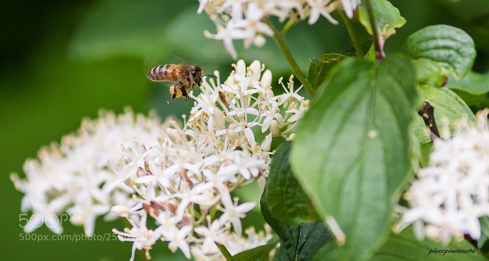 Nikon D7100 sample photo. Abeille vol photography