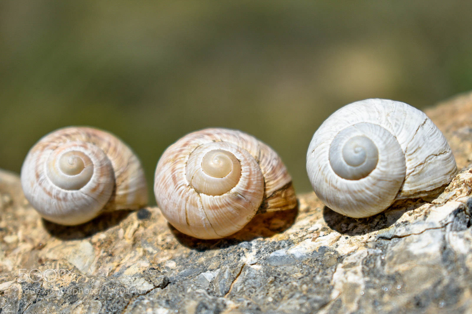 Nikon D3400 sample photo. Snail shell photography