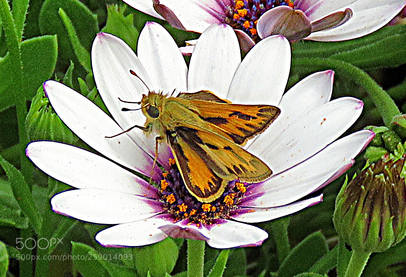 Canon PowerShot SX60 HS sample photo. Butterfly on a white photography