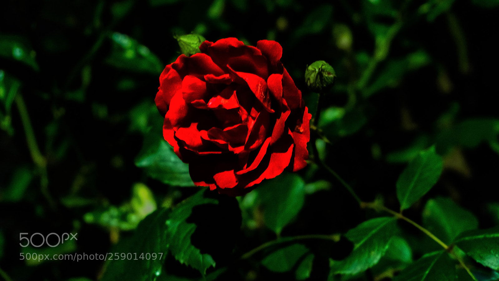 Sony a6000 sample photo. Untitled photography