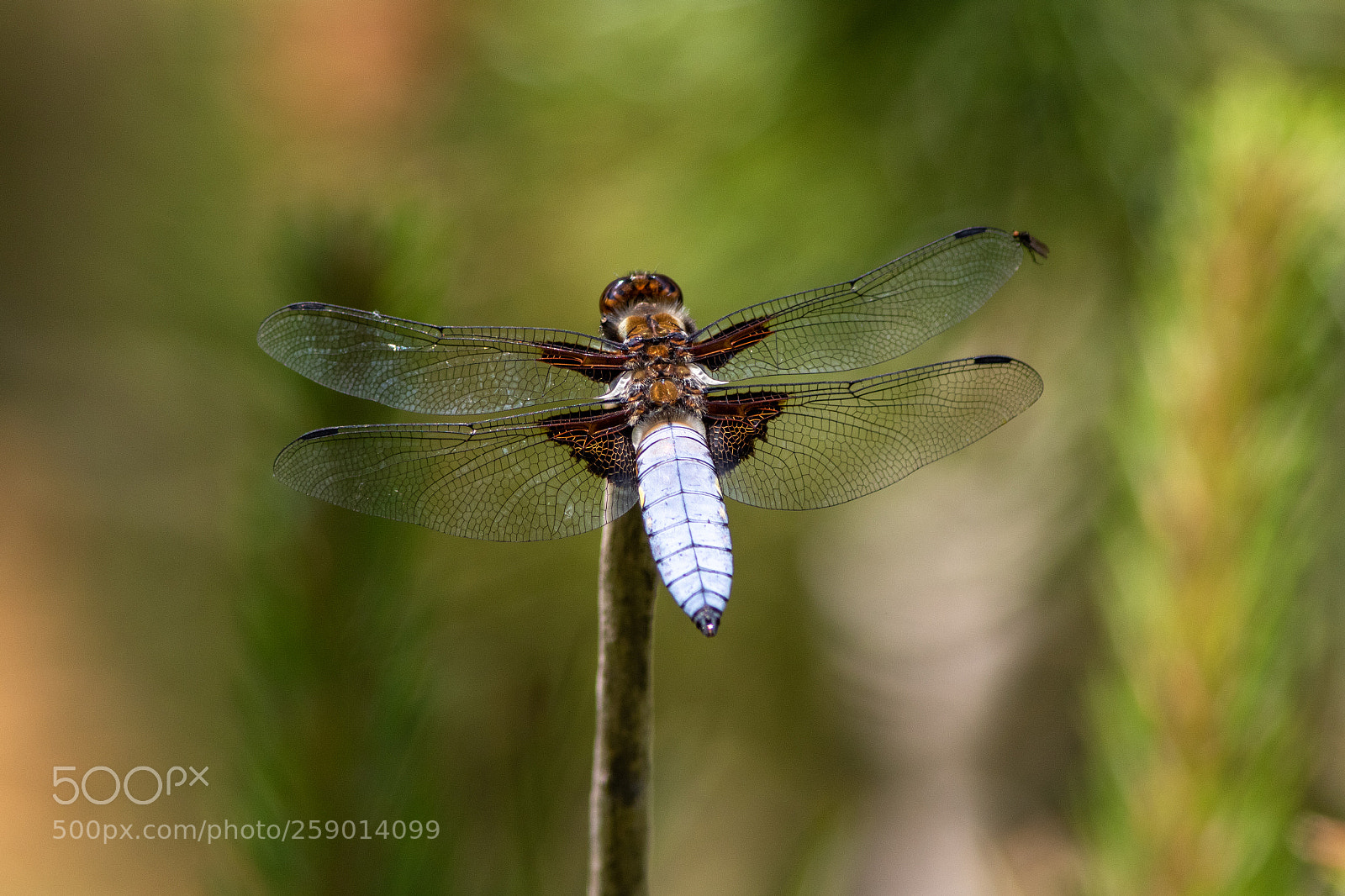 Canon EOS 7D Mark II sample photo. Broad bodied chaser libellula photography