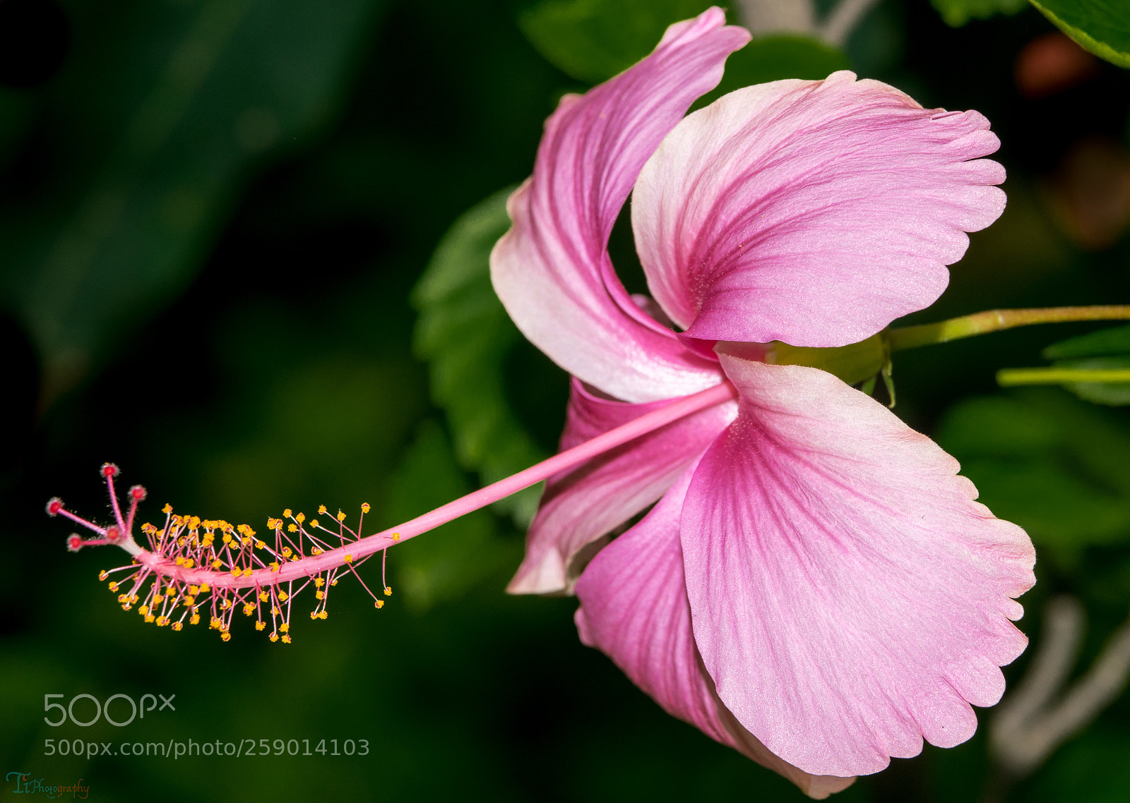 Nikon D5300 sample photo. China rose photography