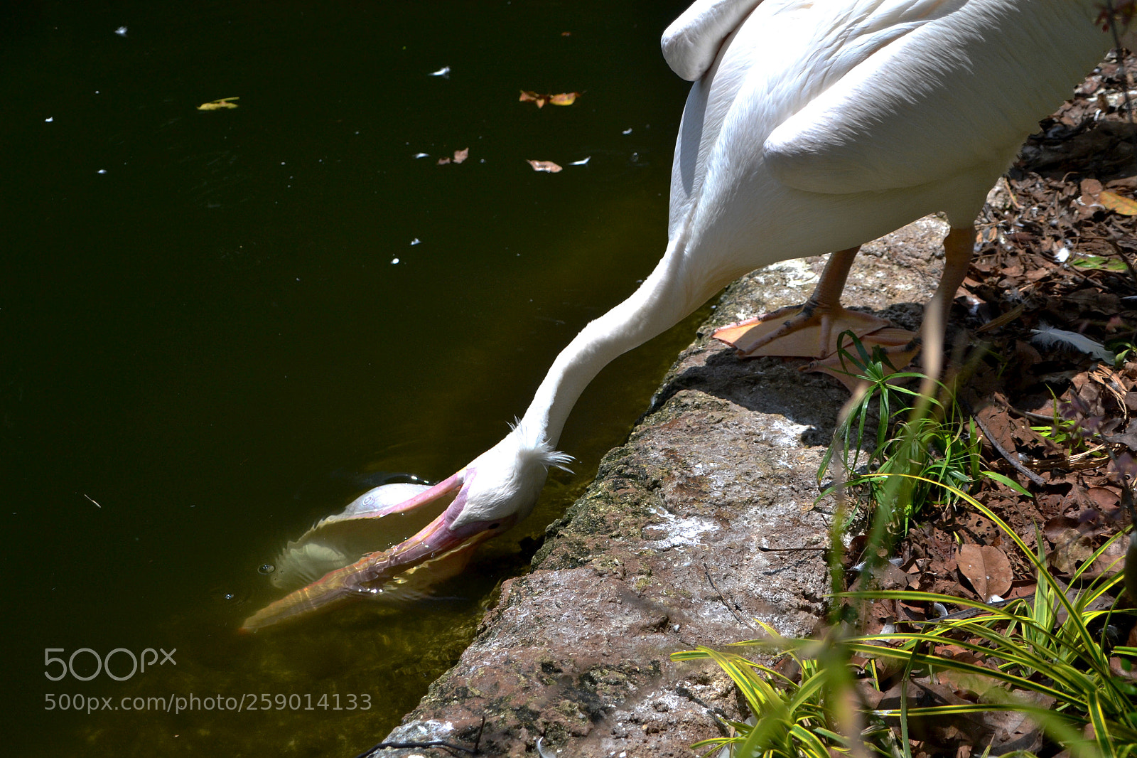 Nikon D3100 sample photo. Great white pelican drinking photography