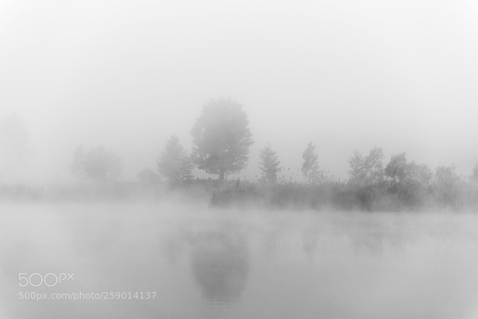 Nikon D750 sample photo. Misty silence photography