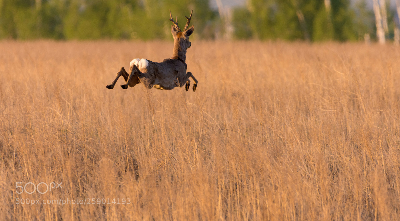 Nikon D7200 sample photo. Roe deer photography