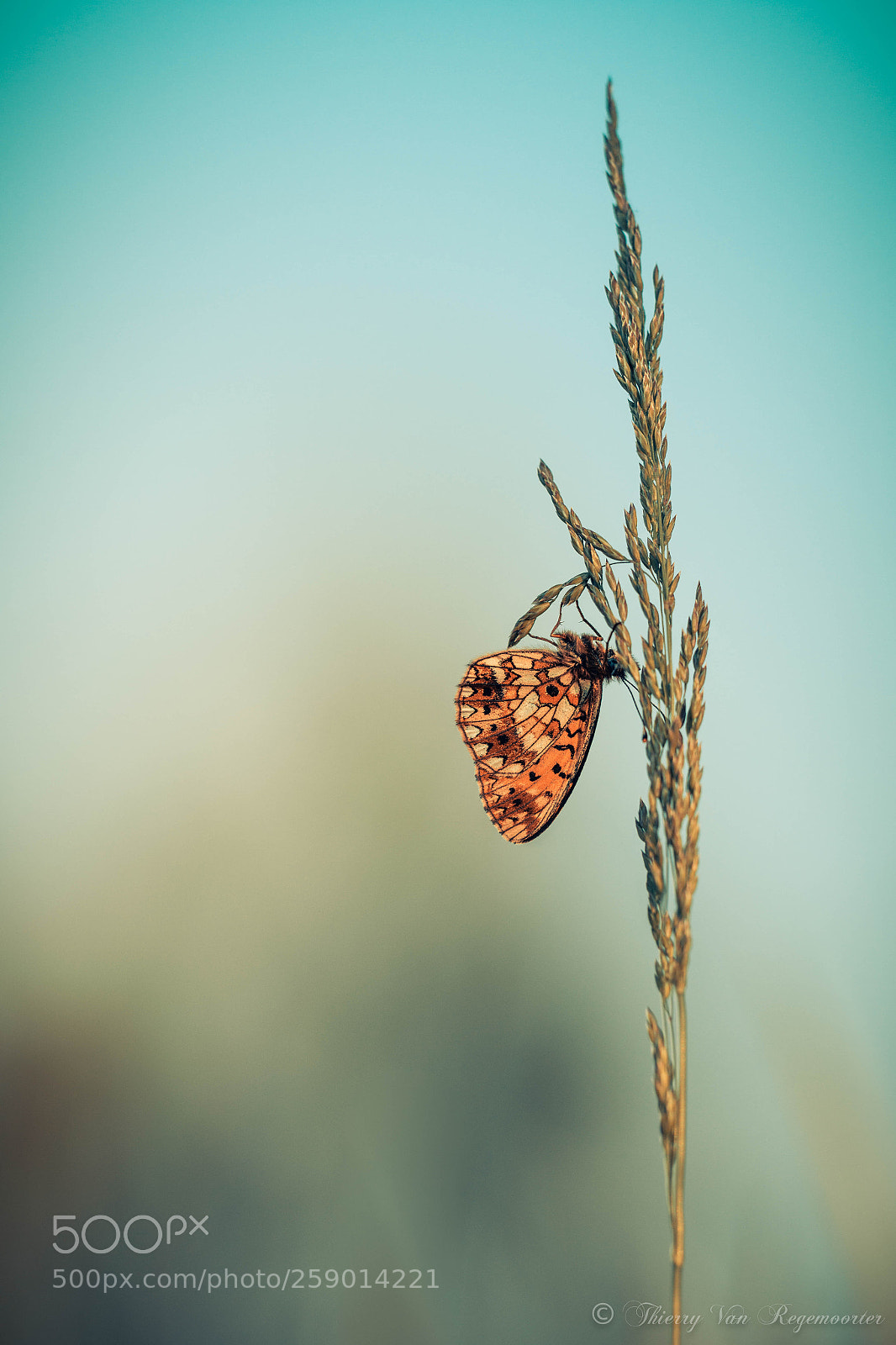 Nikon D7100 sample photo. Collier argenté photography