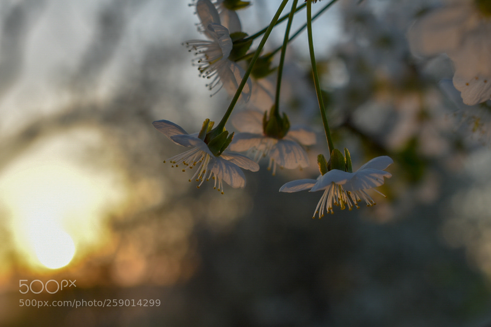 Nikon D3400 sample photo. Flowers in sunset photography