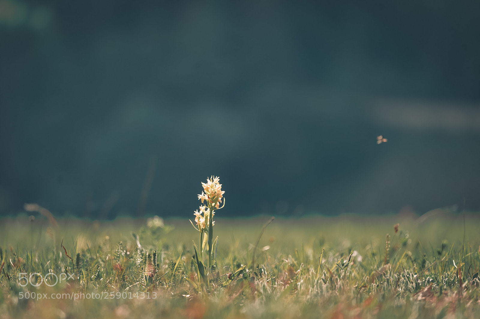 Sony a7 sample photo. The grassy horizons photography