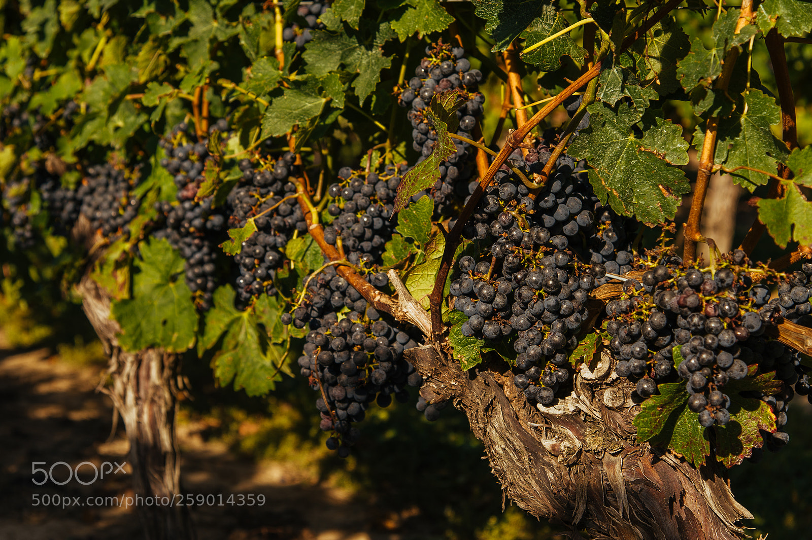 Nikon D700 sample photo. Ontario wine grapes photography