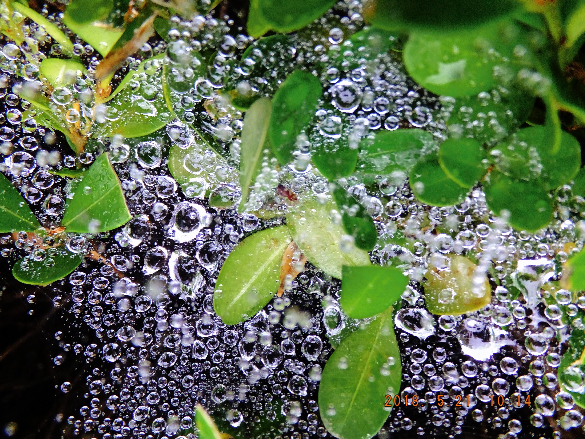 Fujifilm FinePix F900EXR sample photo. Rain drops upon spider web photography