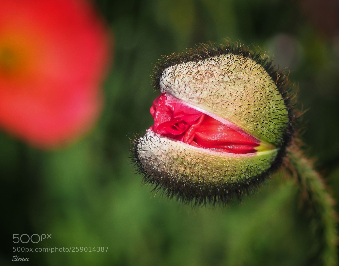 Olympus OM-D E-M1 Mark II sample photo. The poppy monster photography
