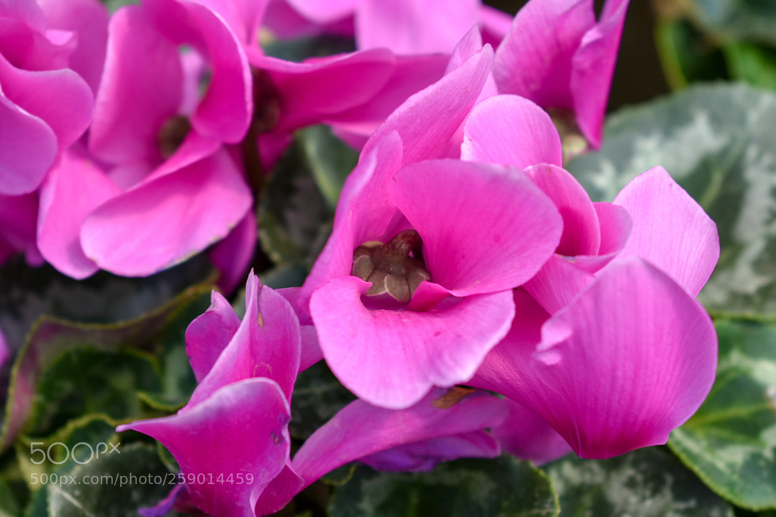 Nikon D3400 sample photo. Flowers photography
