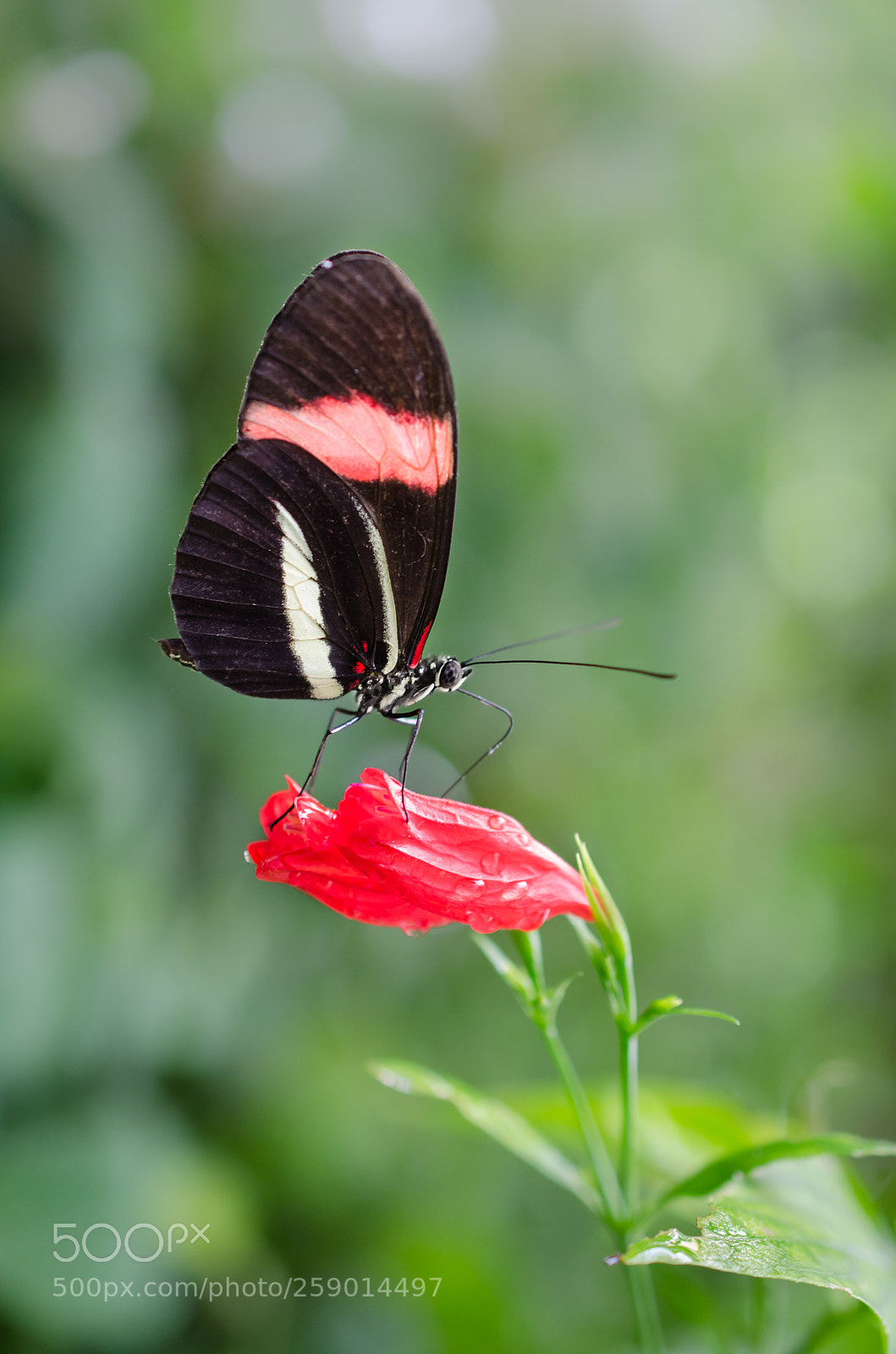 Nikon D7000 sample photo. Un si d licat photography