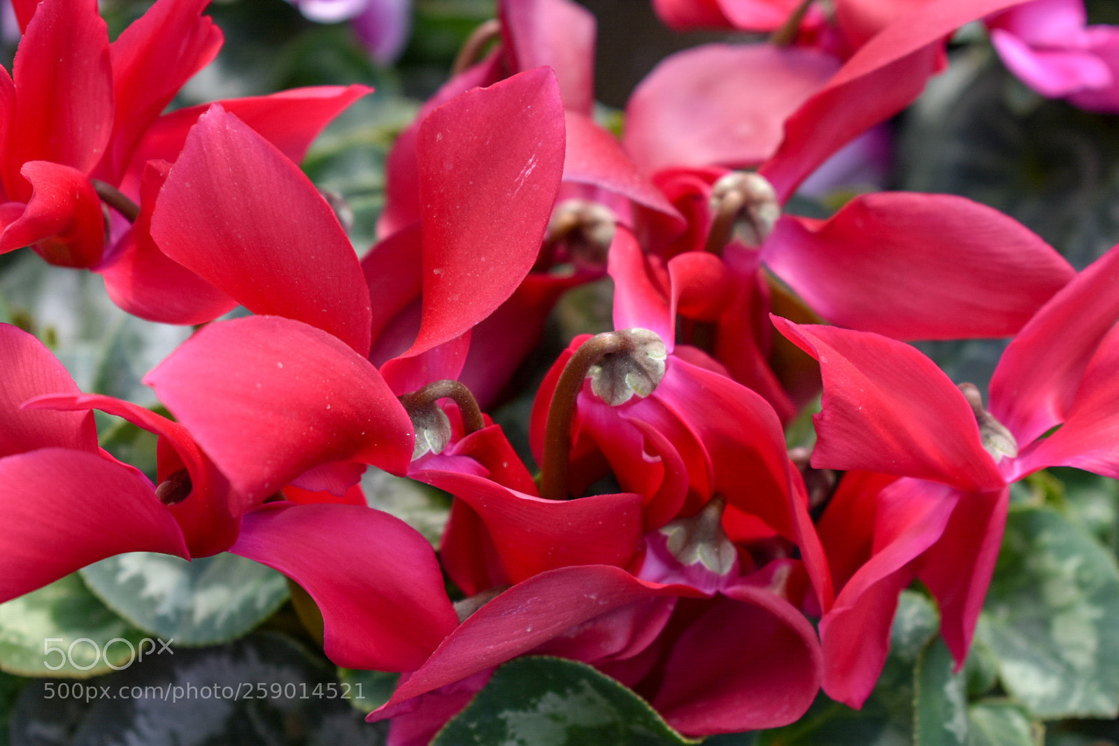 Nikon D3400 sample photo. Flowers photography