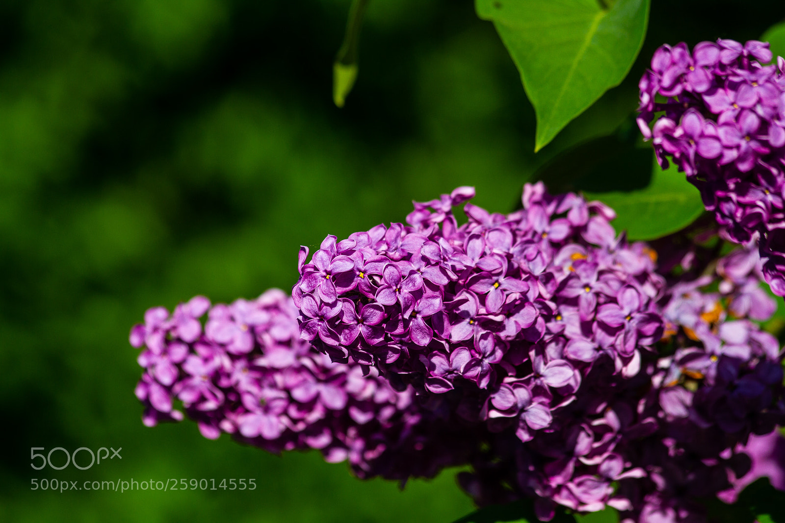 Canon EOS 7D sample photo. The summer is here! photography