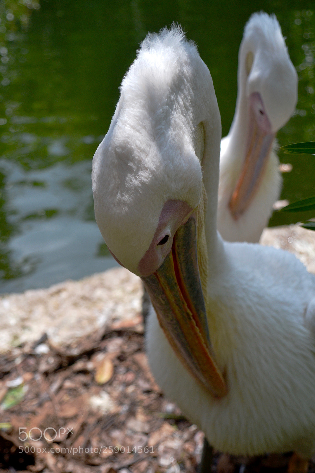Nikon D3100 sample photo. Couple of great white photography