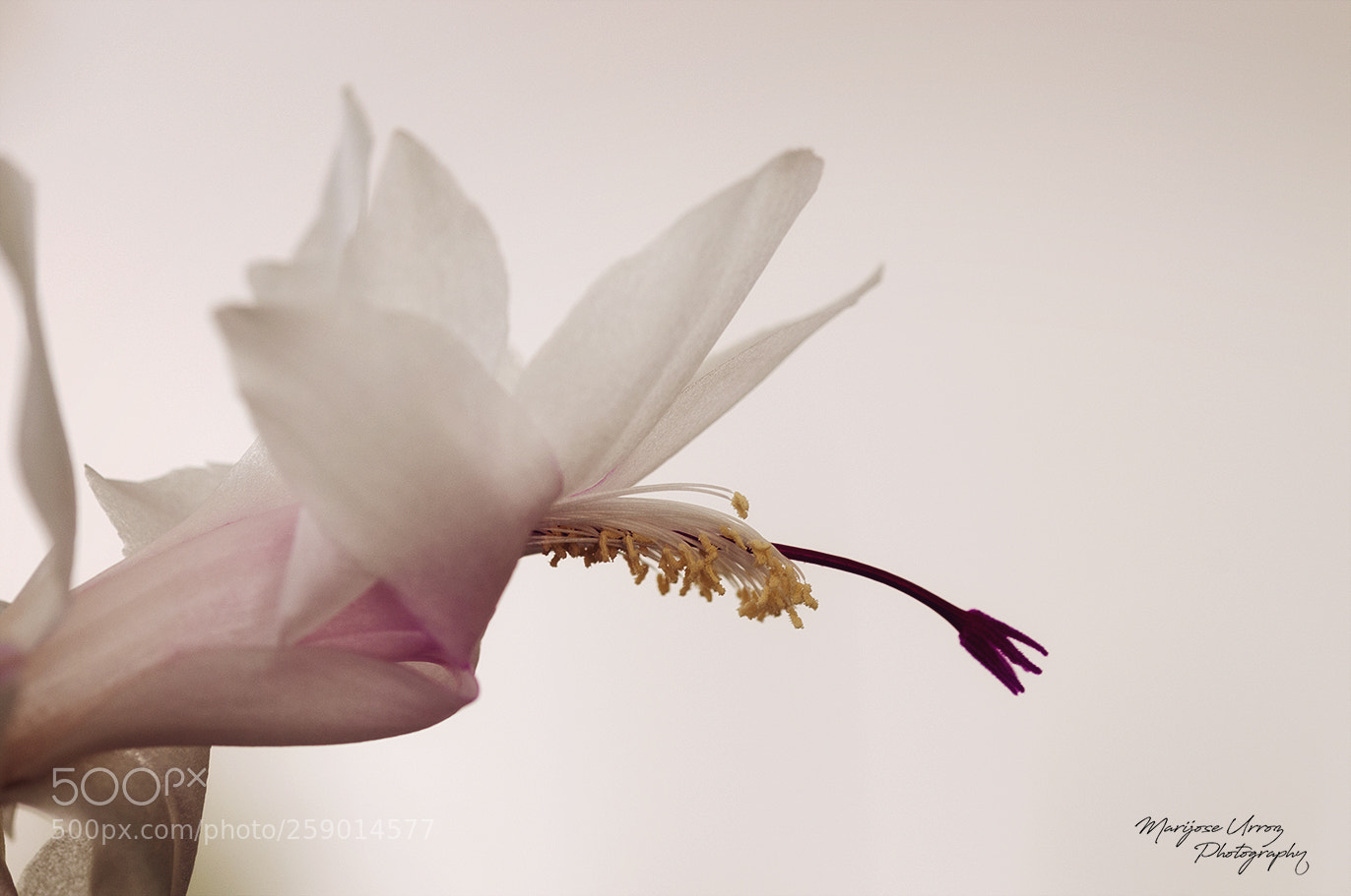 Nikon D300 sample photo. Schlumbergera truncata photography