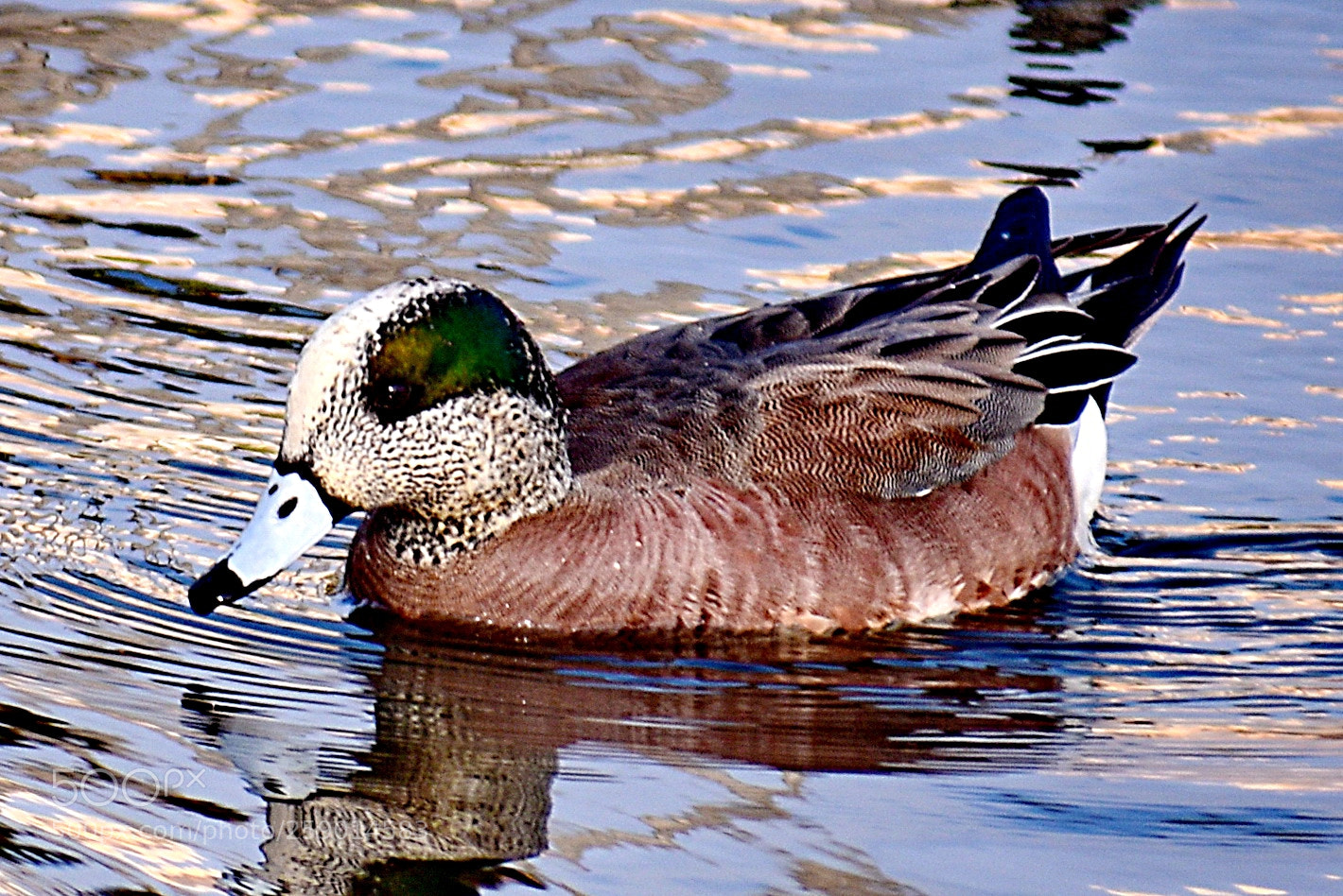 Nikon D7200 sample photo. A duck swimming in photography