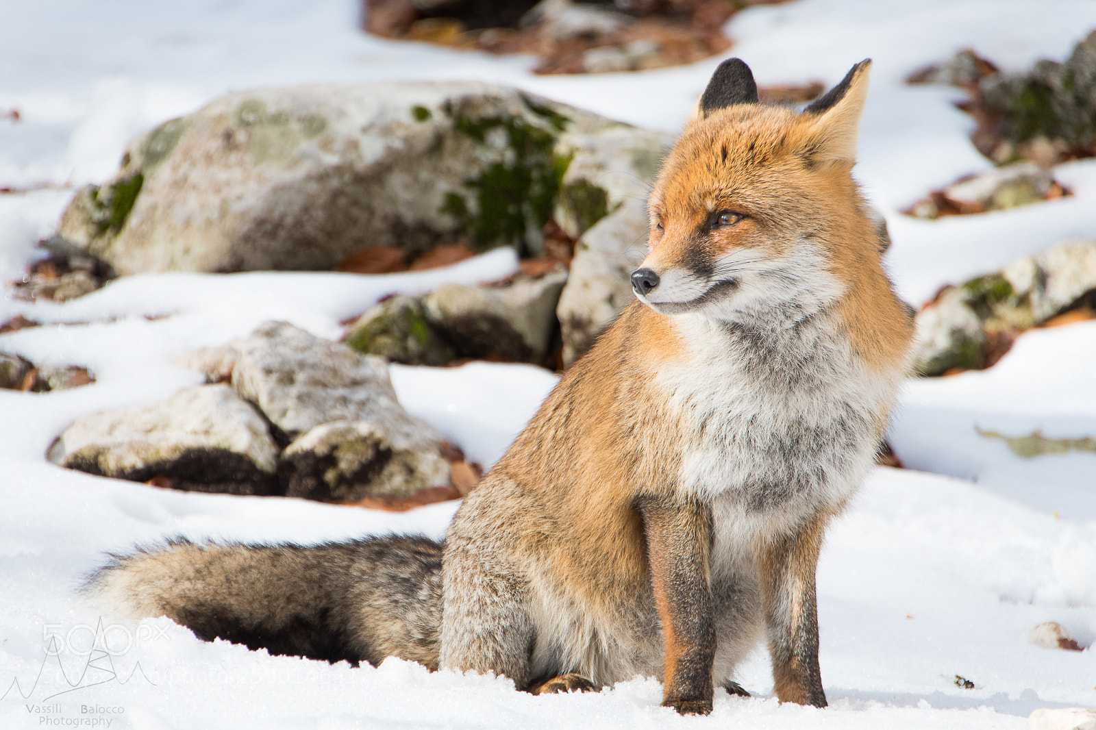 Nikon D500 sample photo. Il profilo migliore photography