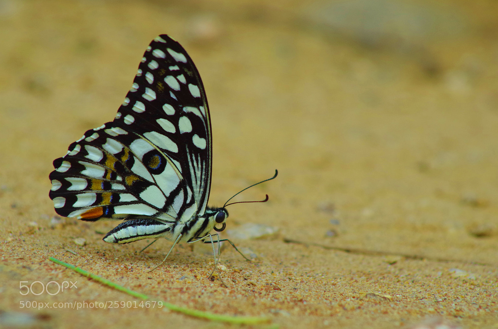 Pentax K-500 sample photo. Lime butterfly ! photography