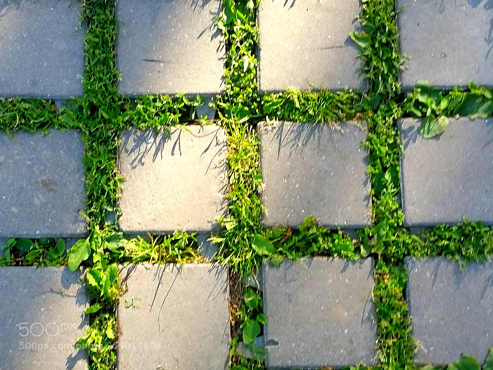 Samsung Galaxy S5 sample photo. Green photography