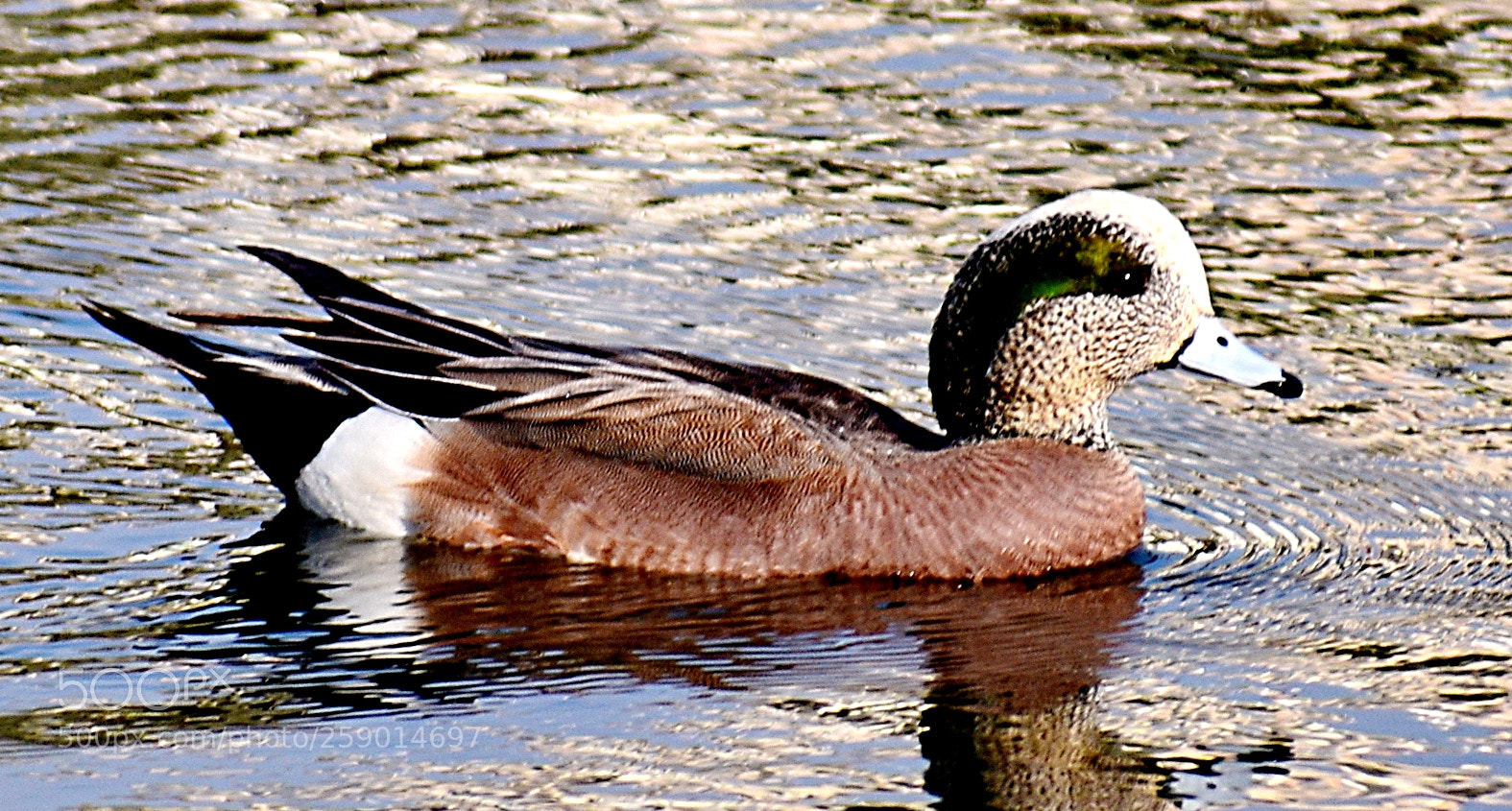 Nikon D7200 sample photo. A duck swimming in photography