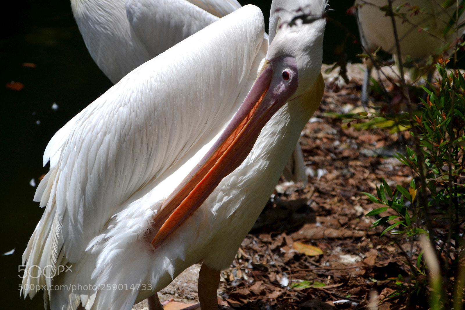 Nikon D3100 sample photo. Pelican fixing feather at photography