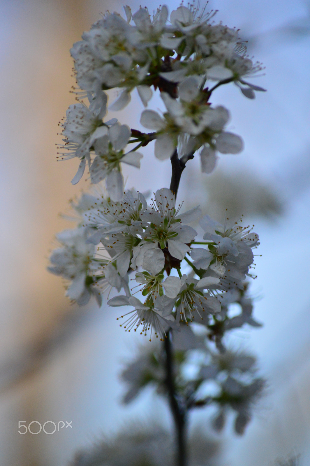 Nikon D3200 sample photo. Dsc photography