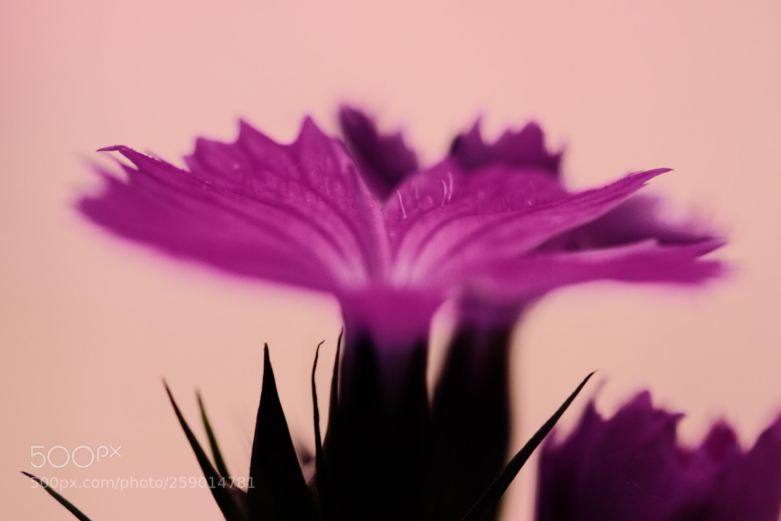 Canon EOS 50D sample photo. Pink rebel photography