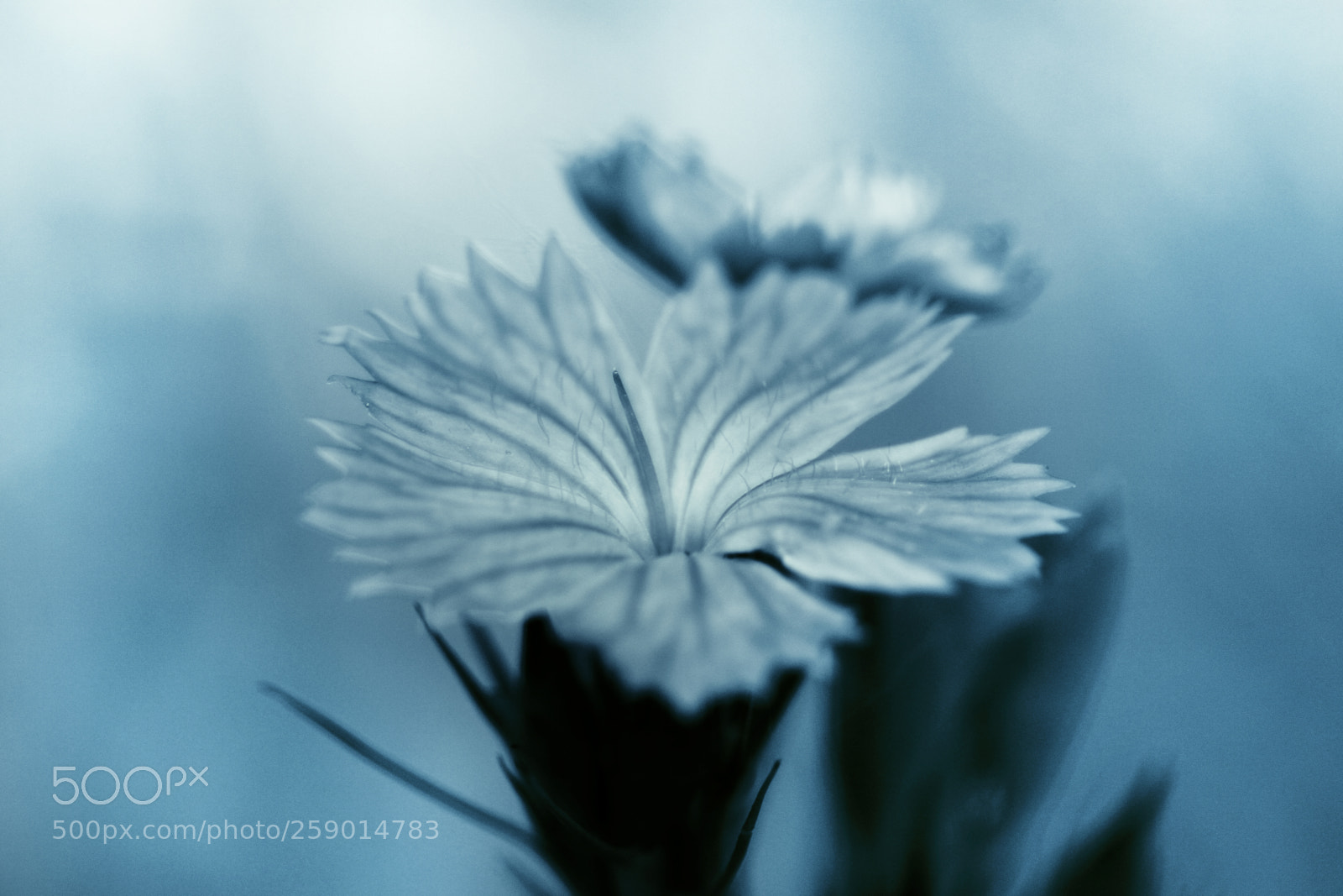 Canon EOS 50D sample photo. Blue beauty photography