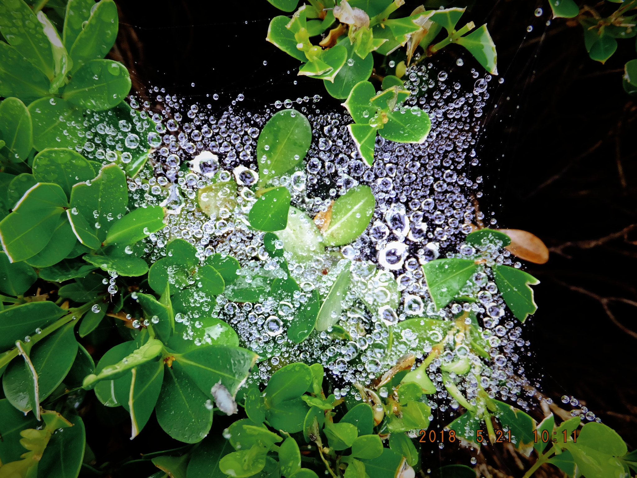 Fujifilm FinePix F900EXR sample photo. Rain drops upon spider web between the greens photography
