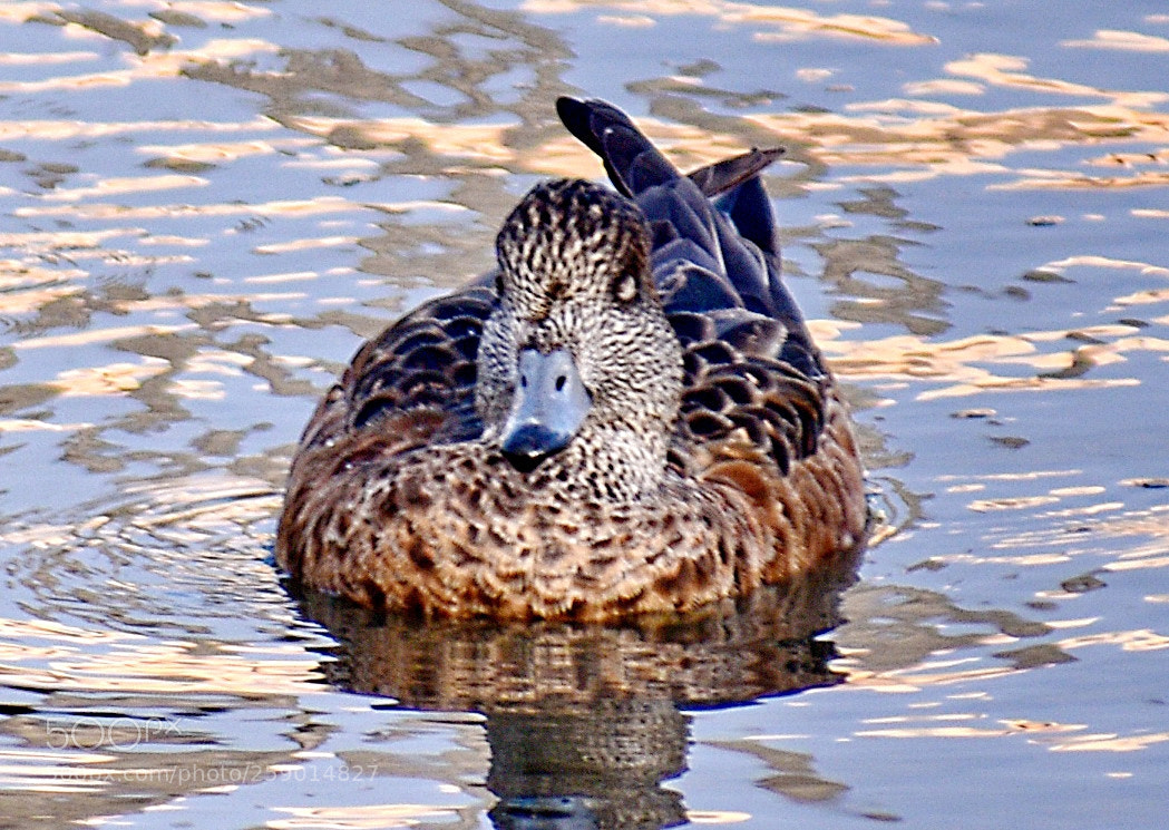 Nikon D7200 sample photo. A duck swimming over photography