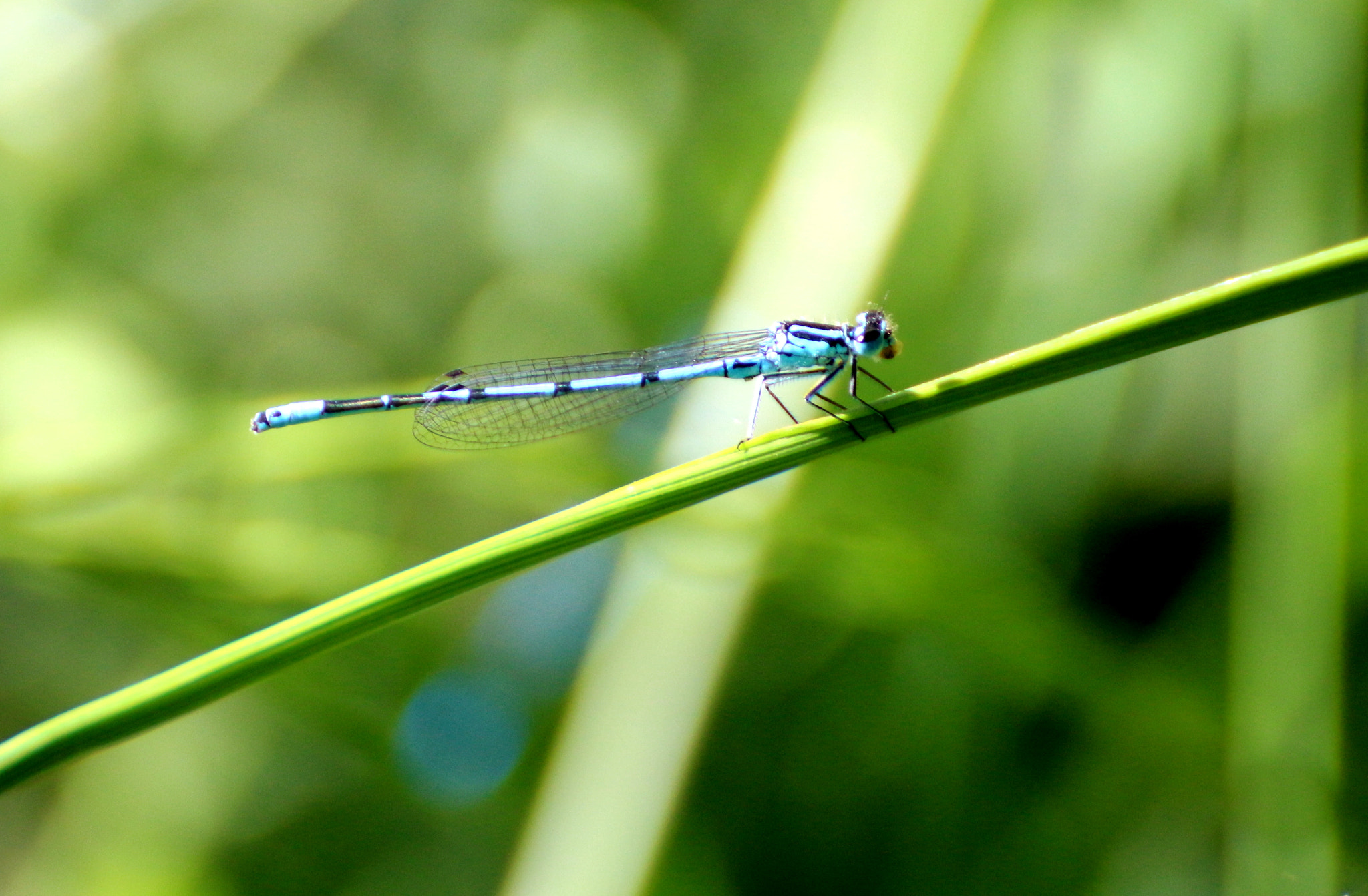 Canon EOS 100D (EOS Rebel SL1 / EOS Kiss X7) + Tamron SP 70-300mm F4-5.6 Di VC USD sample photo. Dainty damselfly (coenagrion scitulum) photography
