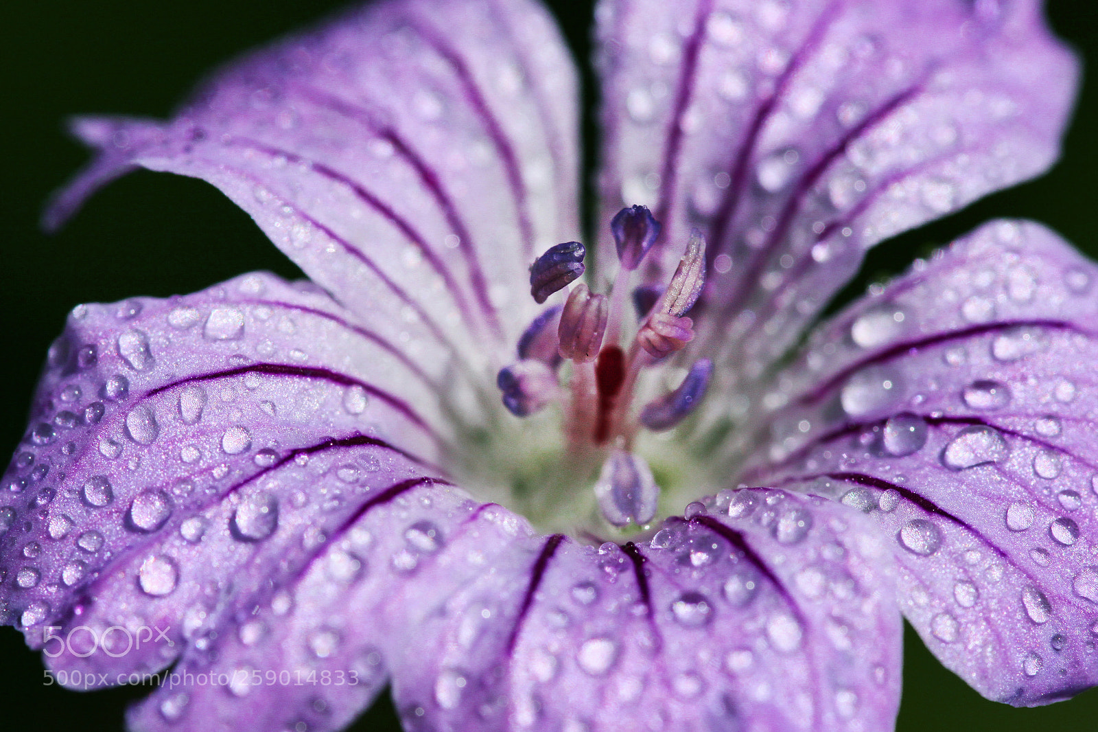 Canon EOS 50D sample photo. Purple haze photography