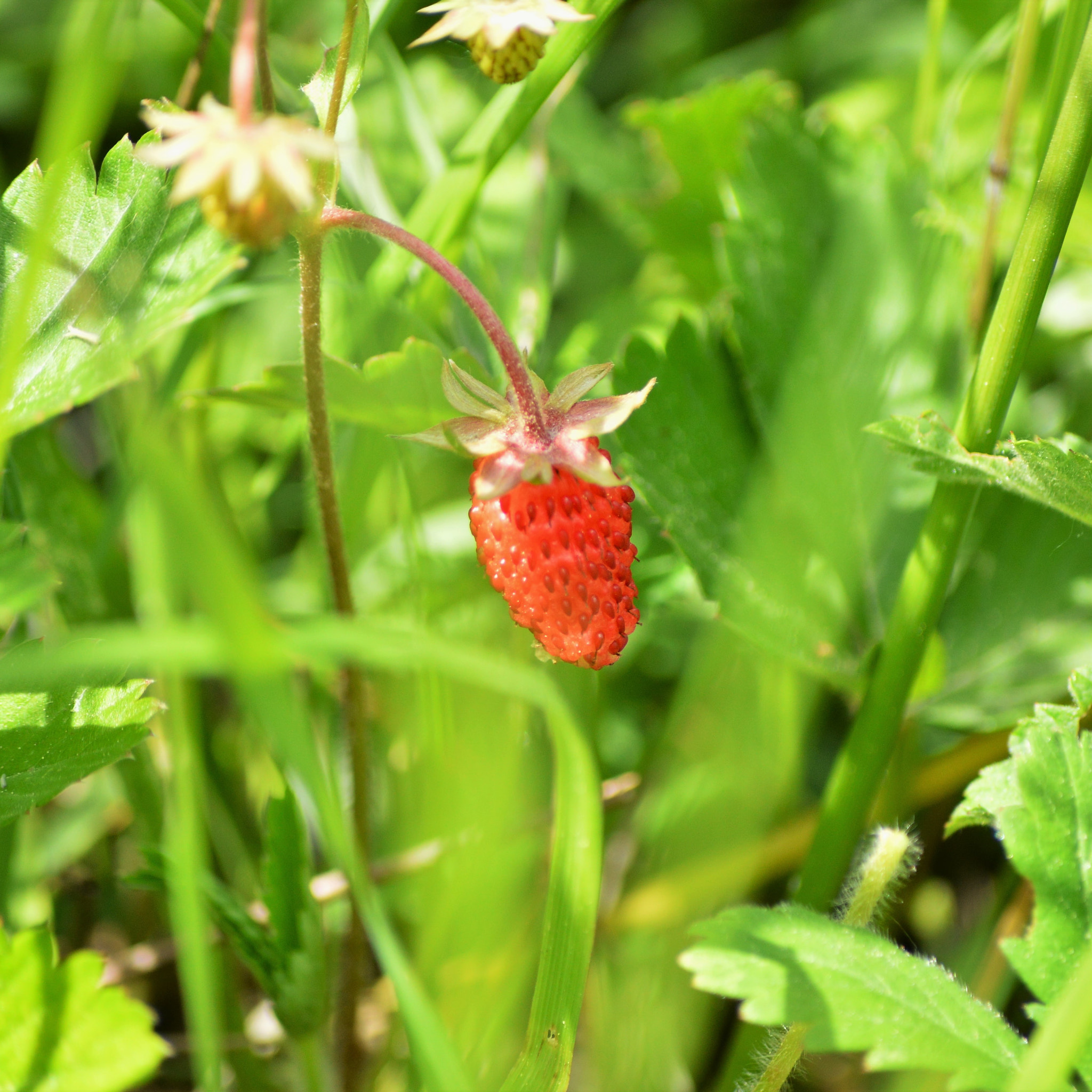 Nikon D3200 sample photo