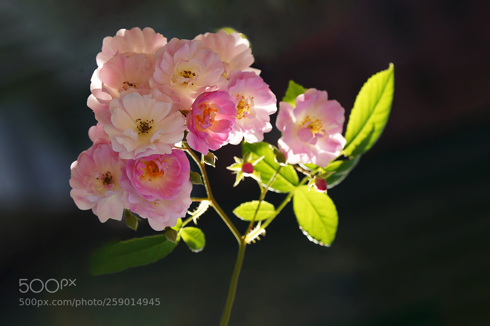 Sony a7R III sample photo. Rose photography
