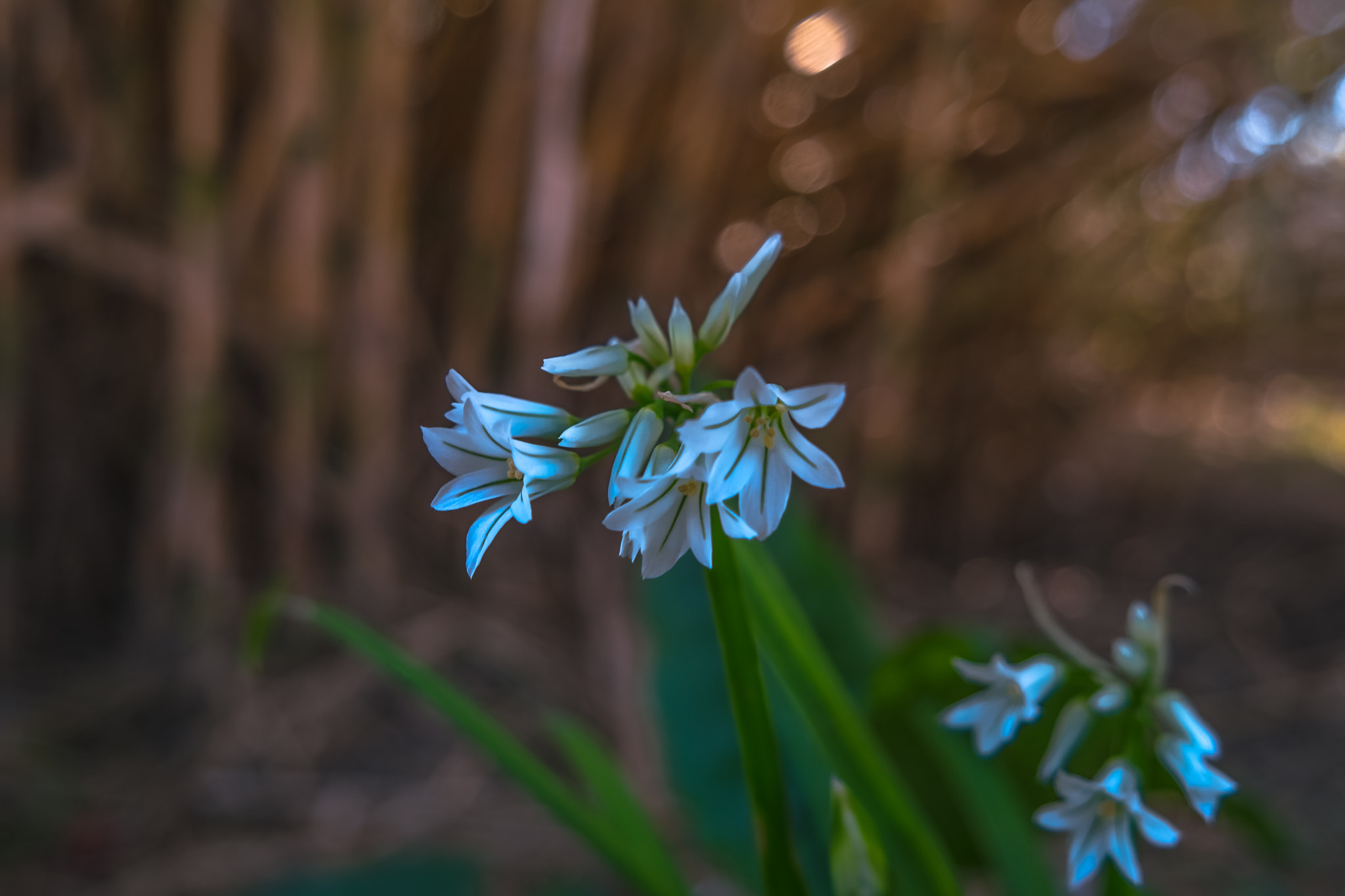 Samsung NX500 sample photo. Between golden reeds photography